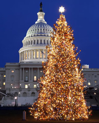 2004 Capitol Christmas Tree