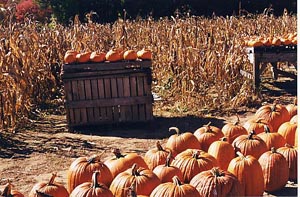 Pumpkins for sale